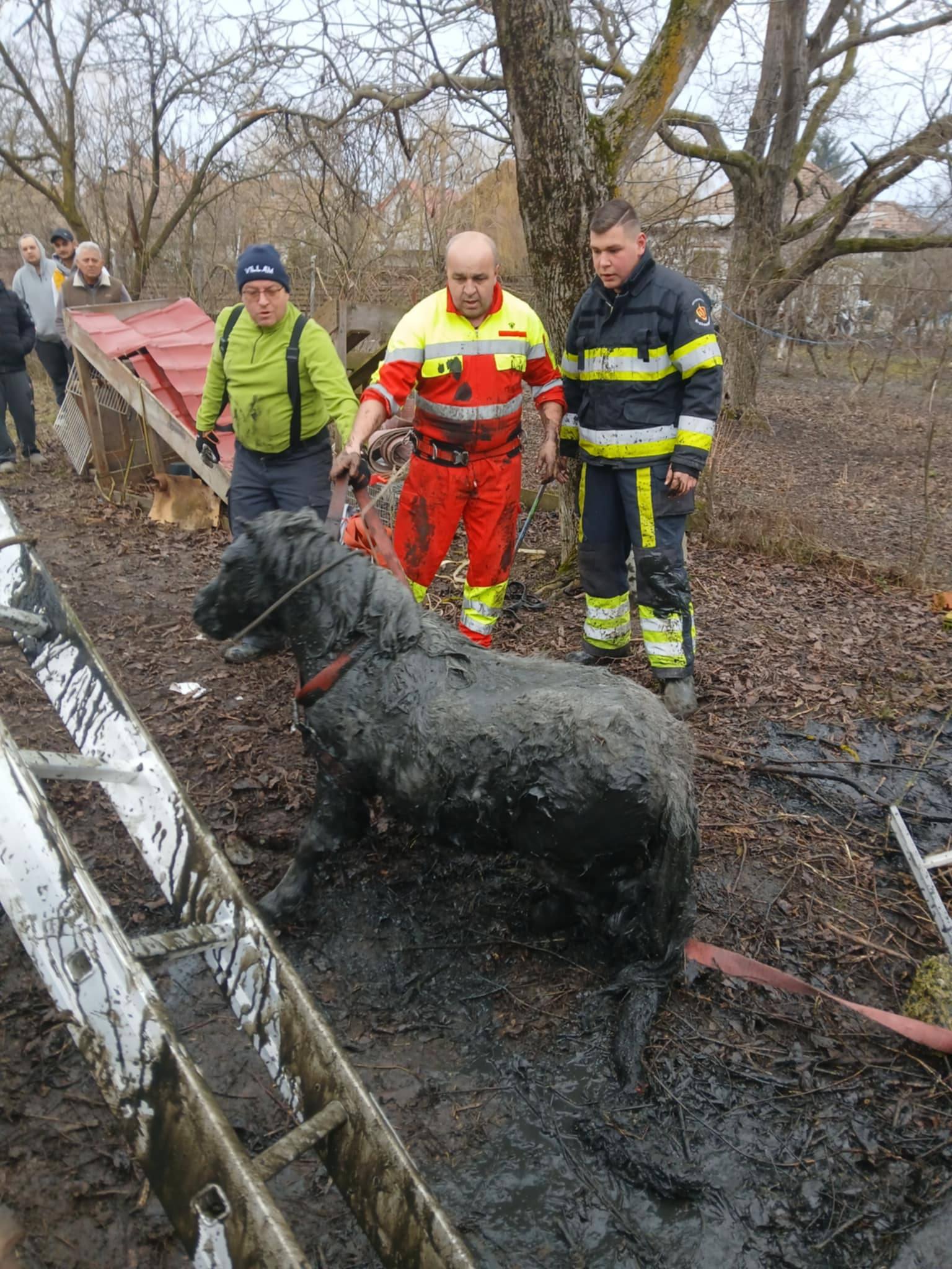 Emésztőgödörbe zuhant pónit mentettek ki Alsóboldogfalván